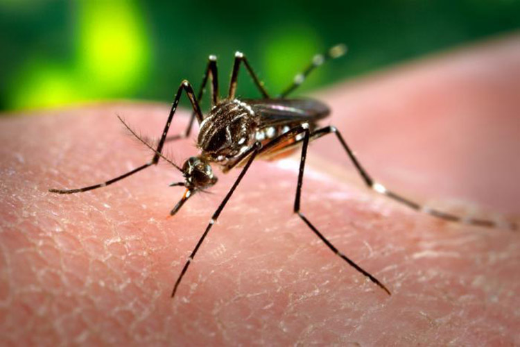 Image of Yellow fever mosquito.