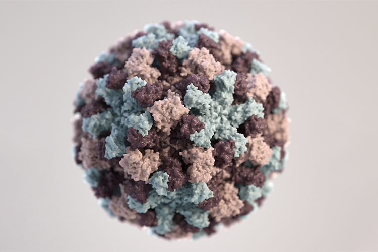 Image of Based on electron microscopic imagery, this three-dimensional illustration provides a graphical representation of a single norovirus virion. Though subtle, the different colors represent different regions of the organism’s outer protein shell, or capsid (Content provider: CDC/Jessica A. Allen; Photo credit: CDC/Alissa Eckert).