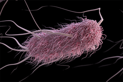 Three-dimensional, computer-generated image of a group of extended-spectrum ß-lactamase-producing Enterobacteriaceae bacteria, in this case, Escherichia coli