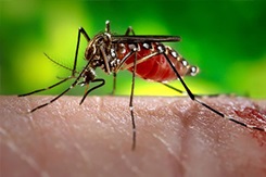 An Aedes aegypti mosquito