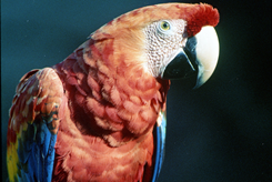 Green-winged Macaw