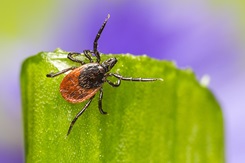 iStock—The castor bean tick (Ixoedes ricinus). Credit: Erik Karits