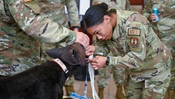 Military nurses with Canine Tactical Combat Casualty Care dog