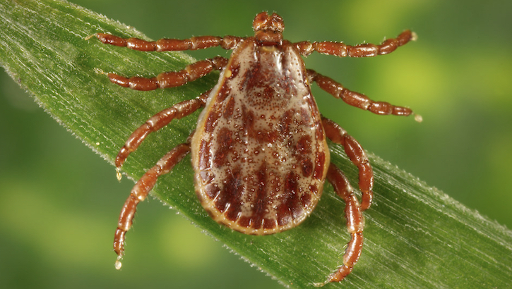 Ehrlichiosis is the general name used to describe diseases caused by the bacteria Ehrlichia chaffeensis, E. ewingii, or E. muris eauclairensis in the United States. These bacteria are spread to people primarily through the bite of infected ticks including the lone star tick (Amblyomma americanum) and the blacklegged tick (Ixodes scapularis).