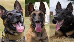 Picture of three different dogs