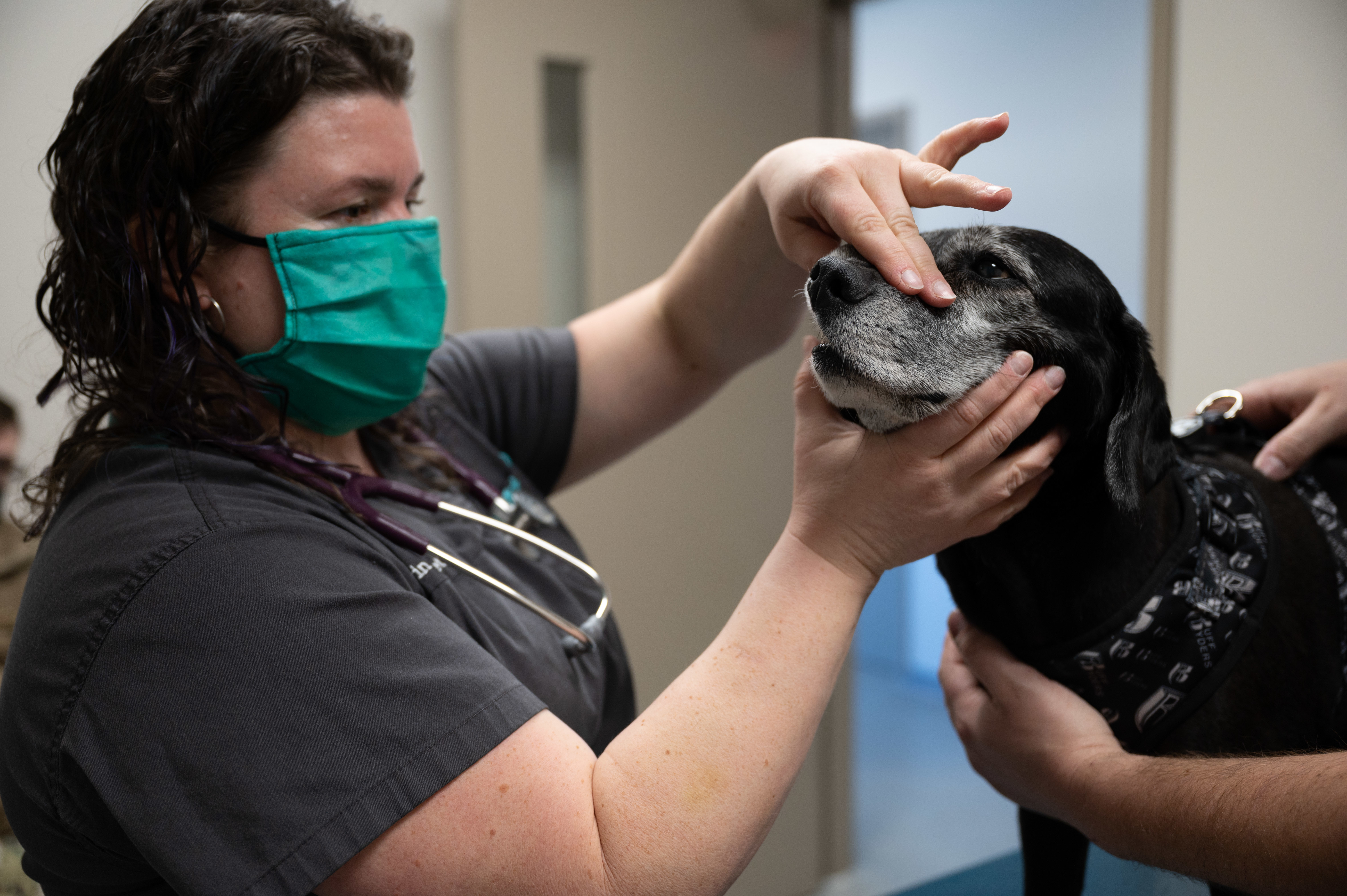 Military veterinarian examines a dog's teeth