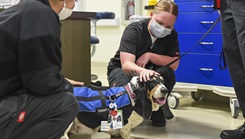 Naval Medical Center Camp Lejeune staff are receiving comfort and support from four-legged friends. For the past several months, Beasley the Basset Hound, has been making her rounds in her Red Cross volunteer vest, providing treats for humans in the form of pets and cuddles. Beasley and her owner make a stop to visit with staff from the Emergency Department. (Photo: Petty Officer 2nd Class Michael Molina)