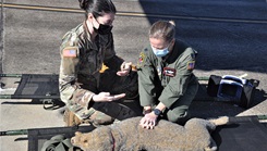 Army Capt. Gabrielle Montone, Ft. Benning, Georgia, Veterinary Clinic intern, instructs 908th Airlift Wing Aeromedical Evacuation Squadron Commander Lt. Col. Amy Sanderson in canine CPR techniques at Maxwell Air Force Base, Alabama, March 7, 2021. Montone and her team conducted canine-specific medical training designed to prepare 908 AES members to provide proper care to Military Working Dogs who are injured in the line of duty. Montone is using a training mannequin.